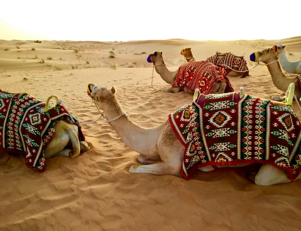 Camels resting on golden desert dunes near Dubai