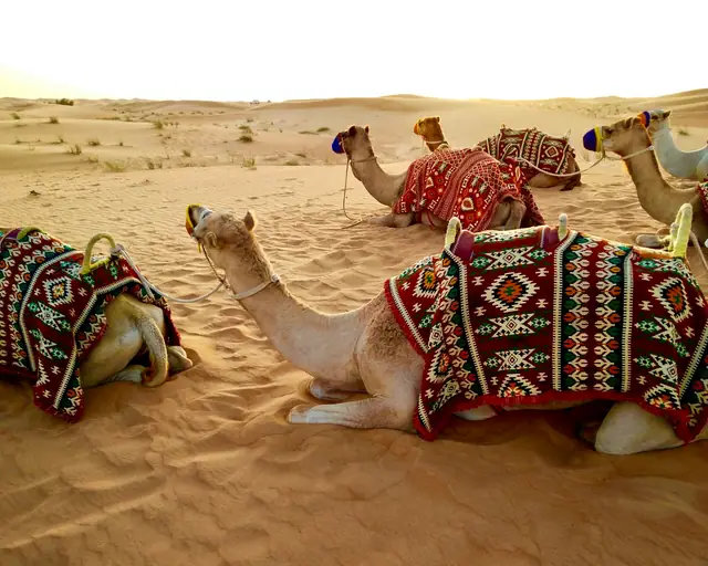 Desert camels, Dubai