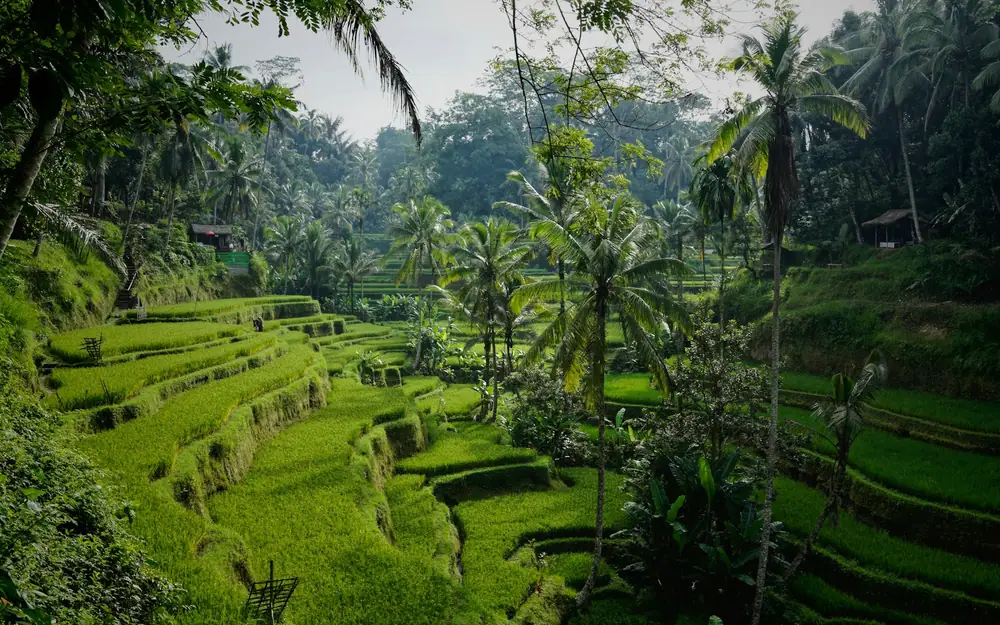 Lush green rice terraces with palm trees in Tegallalang, Bali