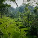 Lush green rice terraces with palm trees in Tegallalang, Bali