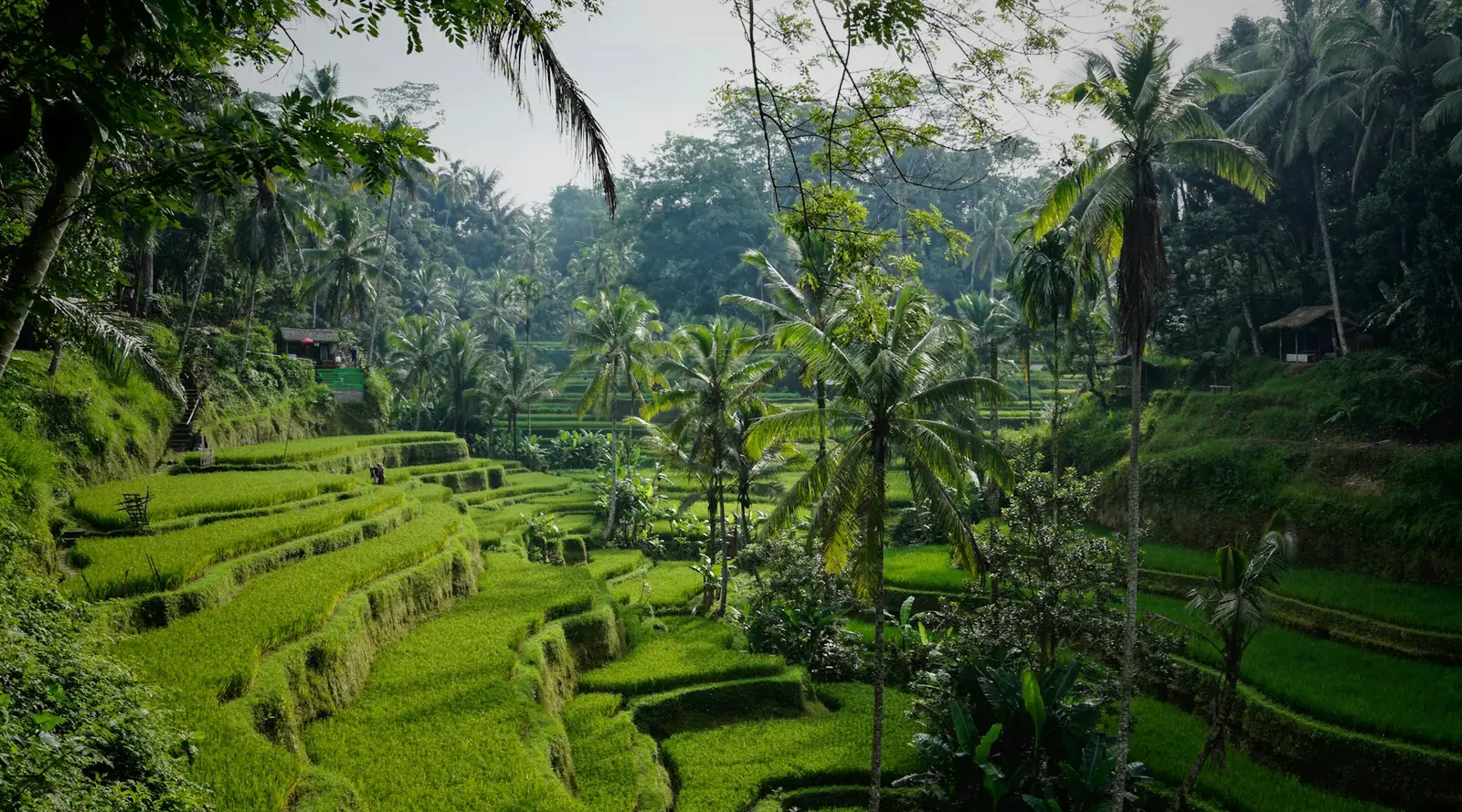 Lush green rice terraces with palm trees in Tegallalang, Bali