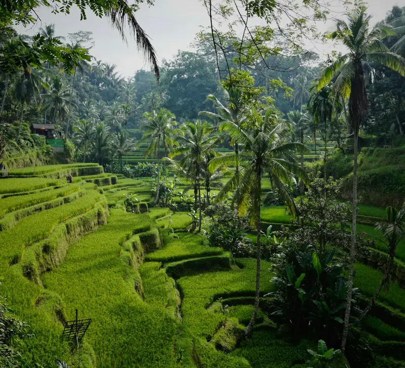 Lush green rice terraces with palm trees in Tegallalang, Bali